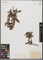 Foto von Salix waldsteiniana Willd.